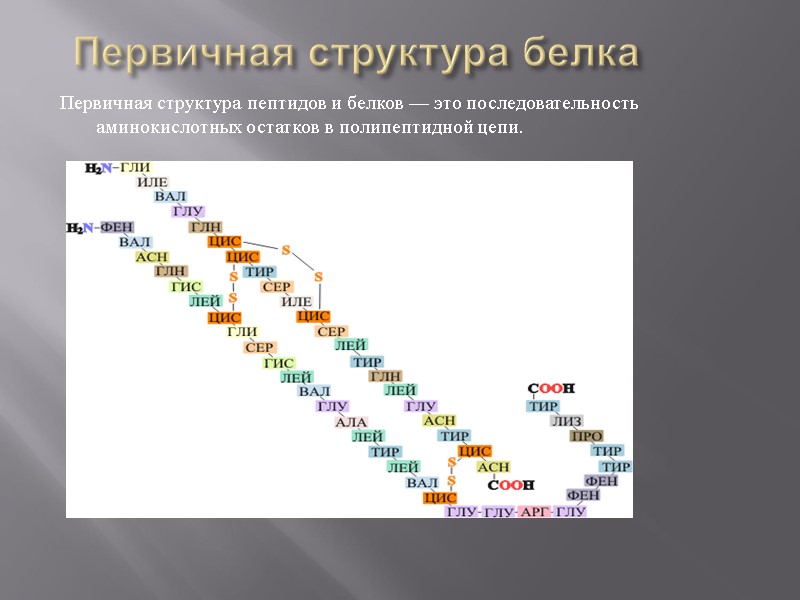 Первичная структура белка Первичная структура пептидов и белков — это последовательность аминокислотных остатков в